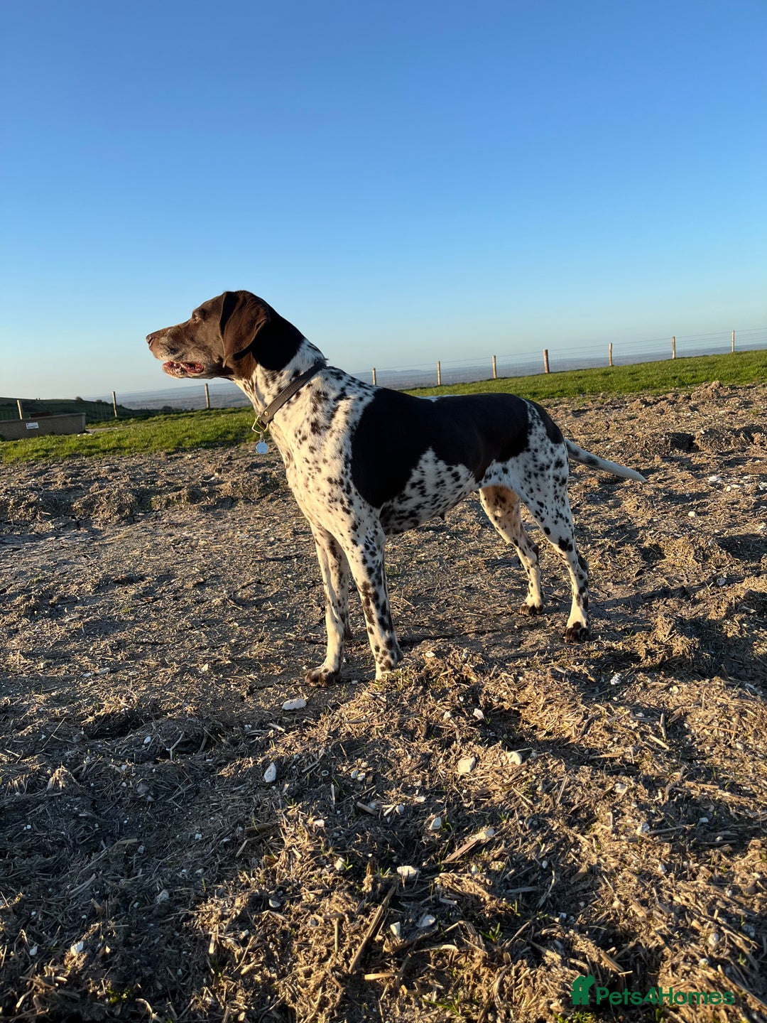 German Shorthaired Pointer dogs for sale: German Pointer – 3 Years Old – Loving Active Home - Image 3