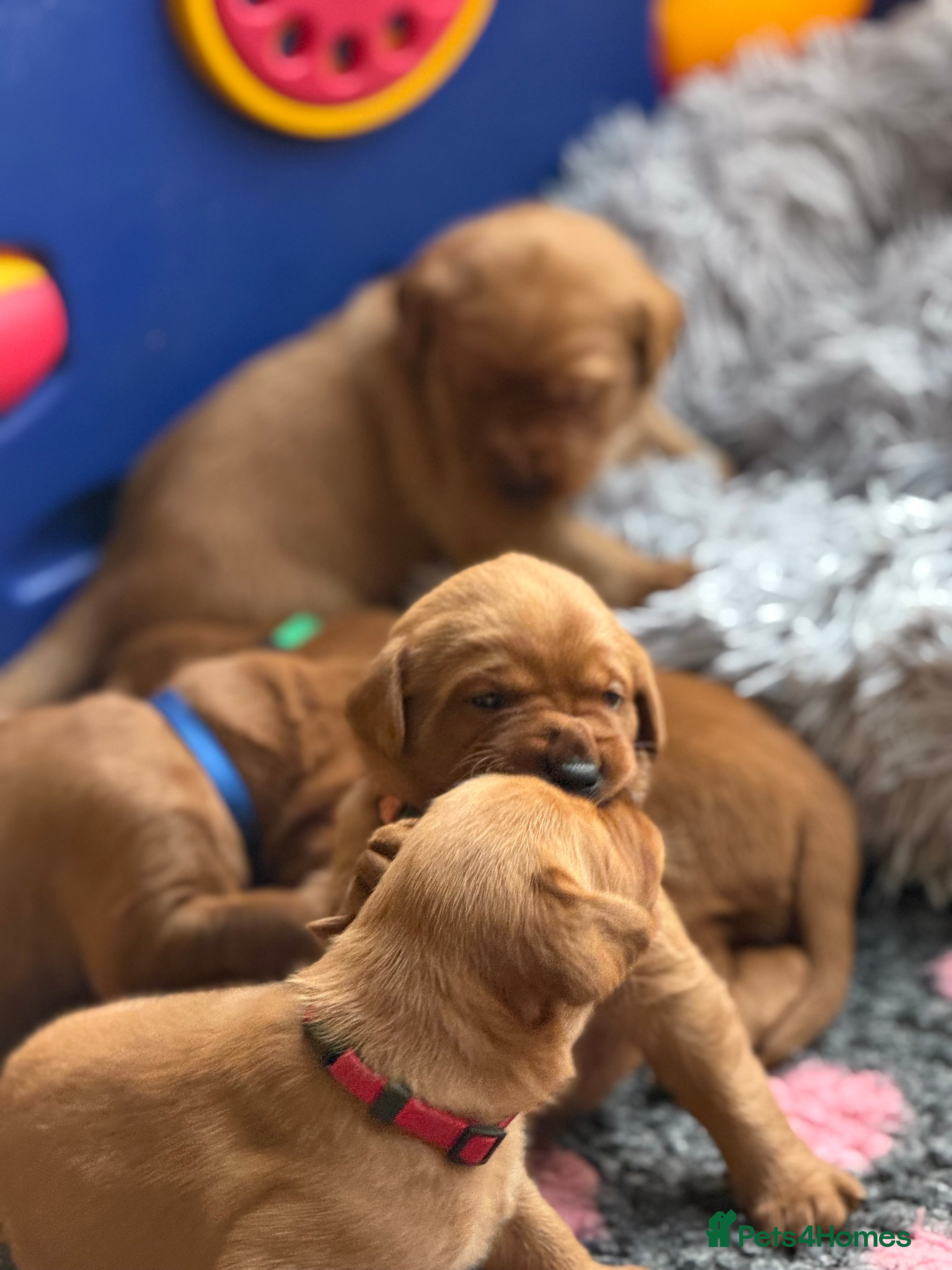 Labrador Retriever dogs Just a beautiful litter Deep reds  - Advert 17