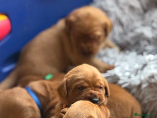 Labrador Retriever dogs Just a beautiful litter Deep reds - Advert 5