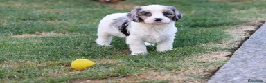 Cavapoo 2