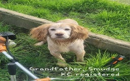Cocker Spaniel dogs for sale: 4th Generation, Working Cocker Spaniel Puppies  🩵 - Image 23
