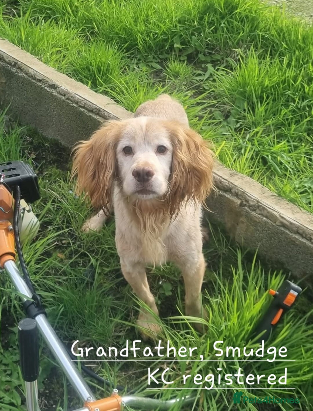 Cocker Spaniel dogs for sale: 4th Generation, Working Cocker Spaniel Puppies  🩵 - Image 23