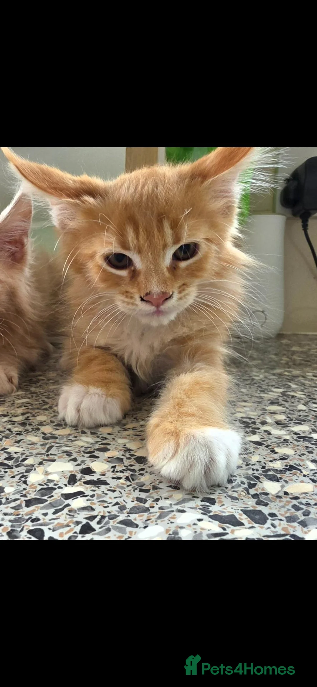 Maine Coon cats for sale: Female maincoon kittens 😸  - Advert 2