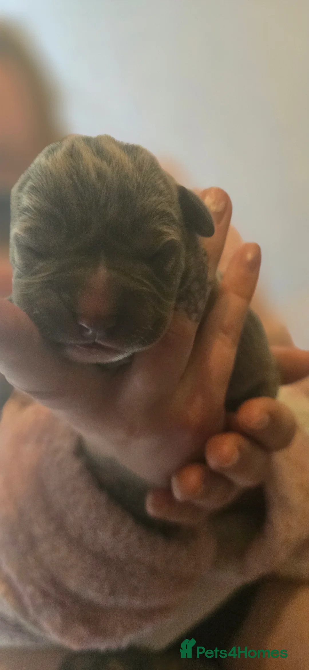 Cane Corso dogs for sale: CANE CORSO.  - Advert 27