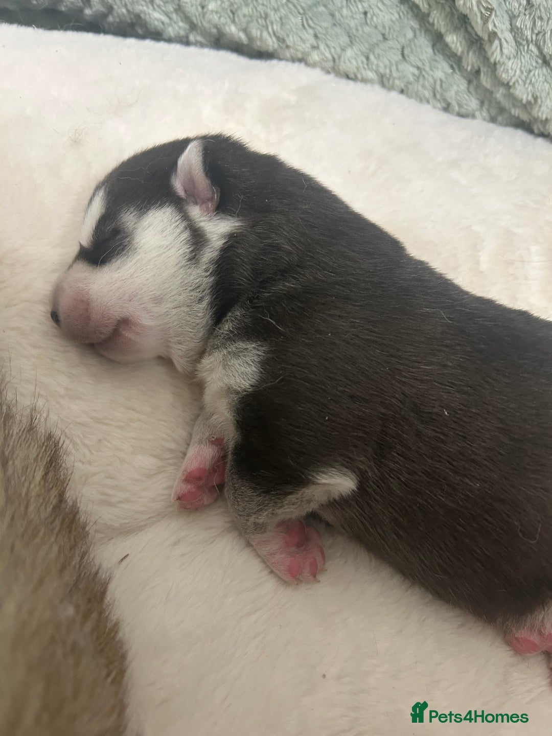 Siberian Husky dogs for sale:  **  Day puppies  - Advert 4