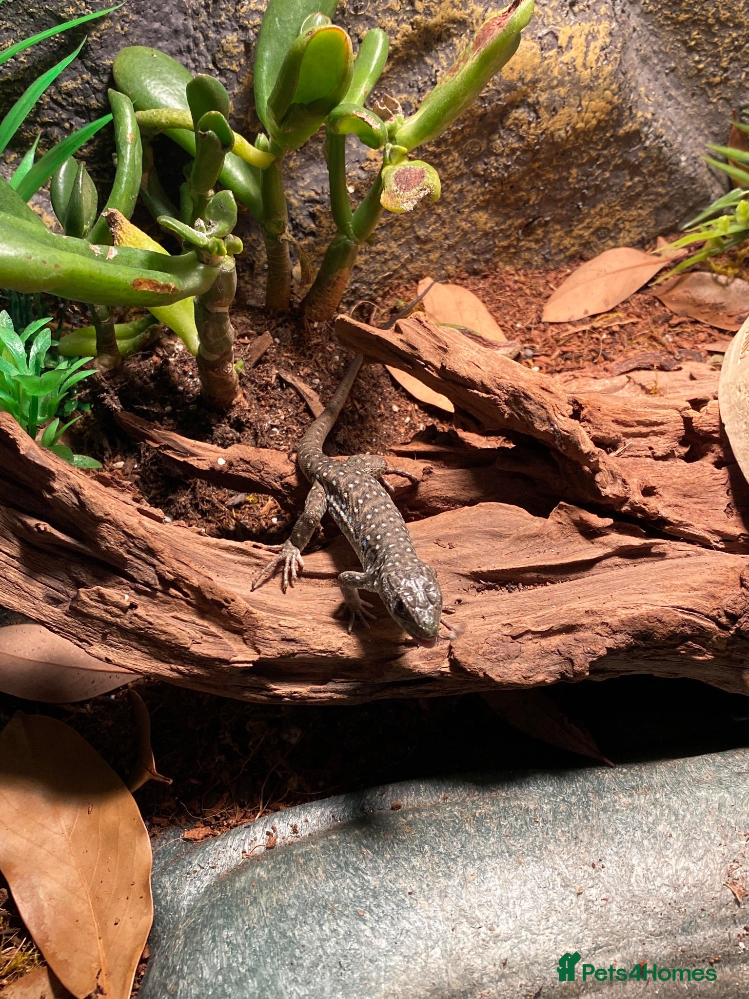 Lizard reptiles Jeweled Lacerta (Timon lepidus)  - Advert 1