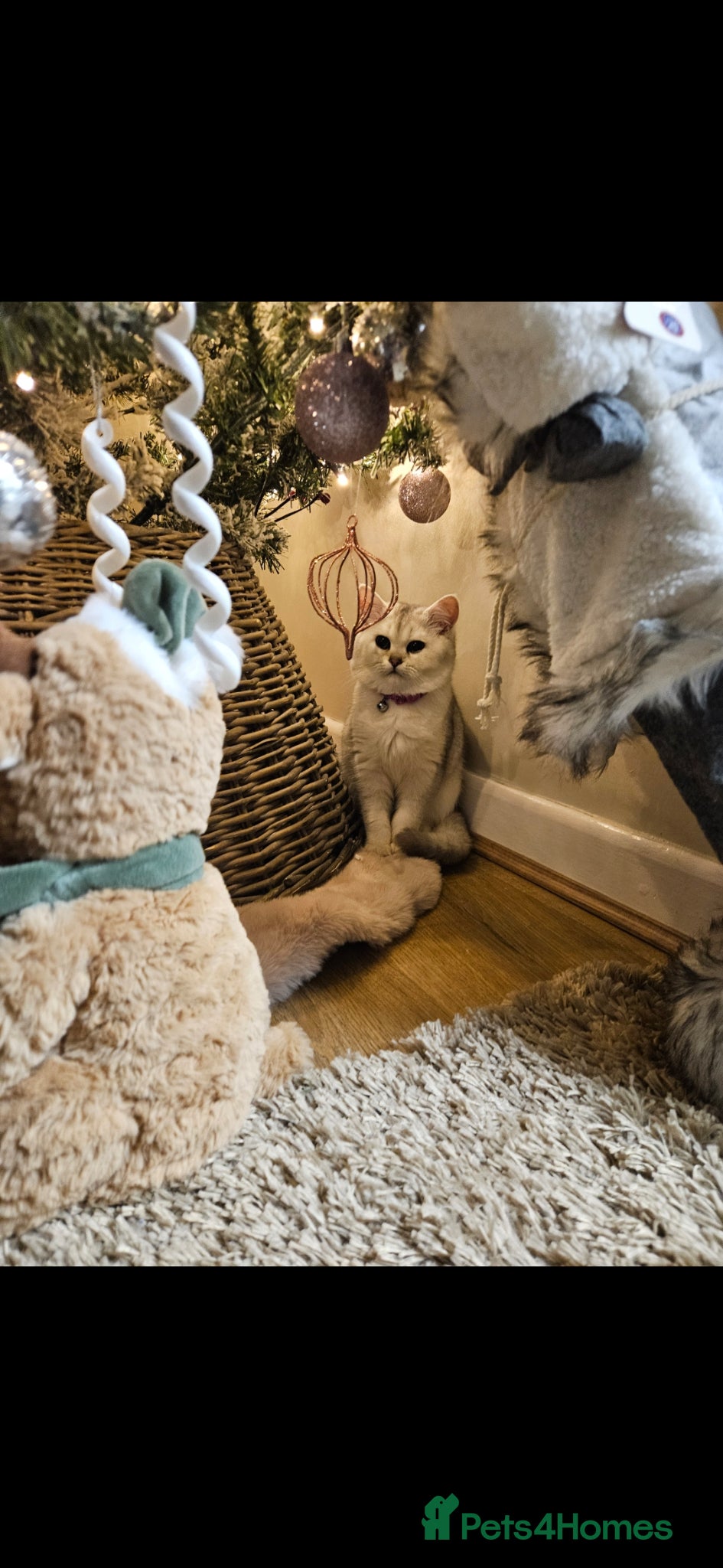 British Shorthair cats Silver british shorthair - Advert 1