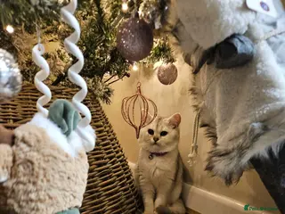 British Shorthair cats Silver british shorthair - Advert 2