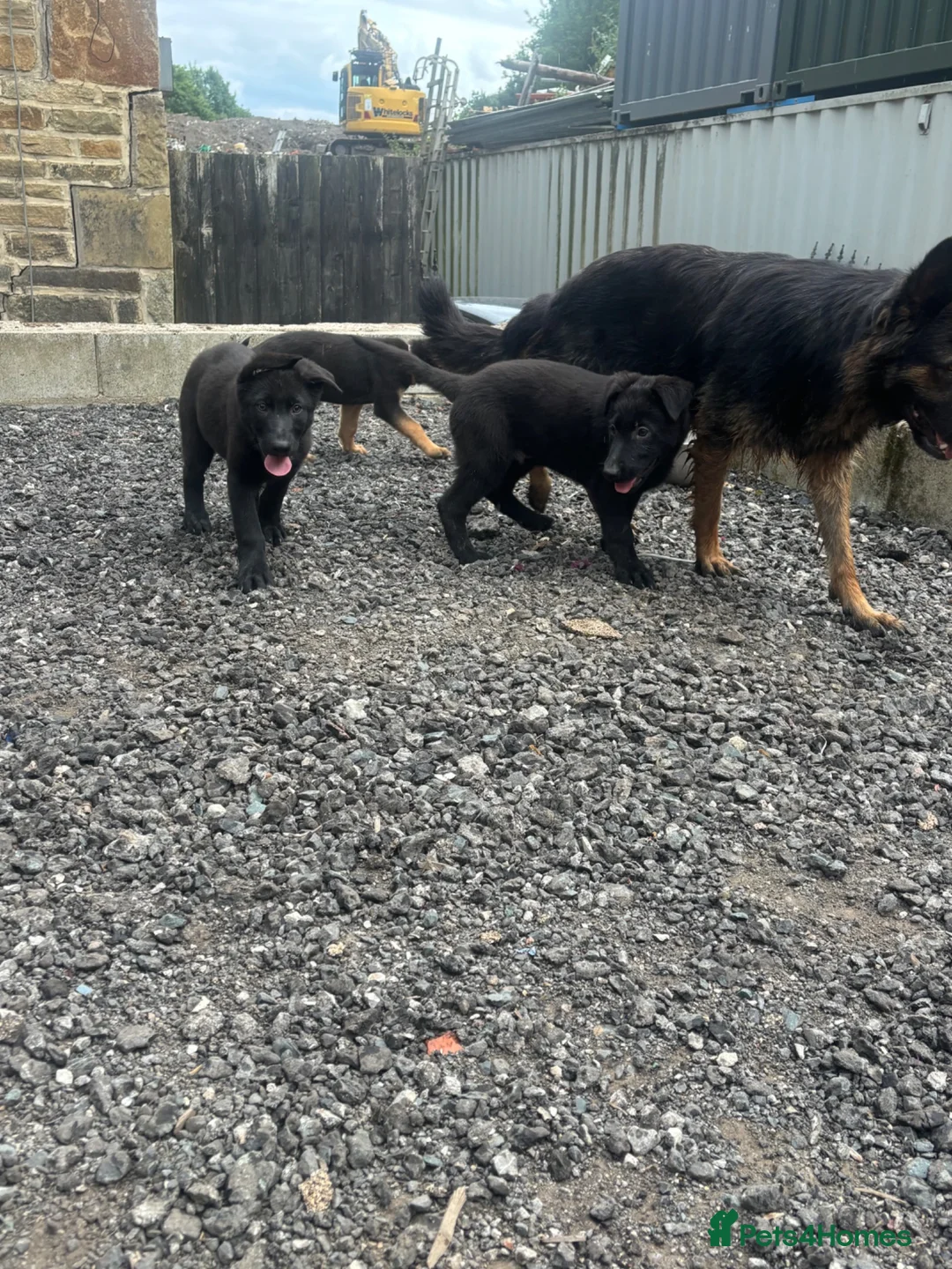 German Shepherd dogs for sale: Beautiful German Shepherd puppies  - Advert 6