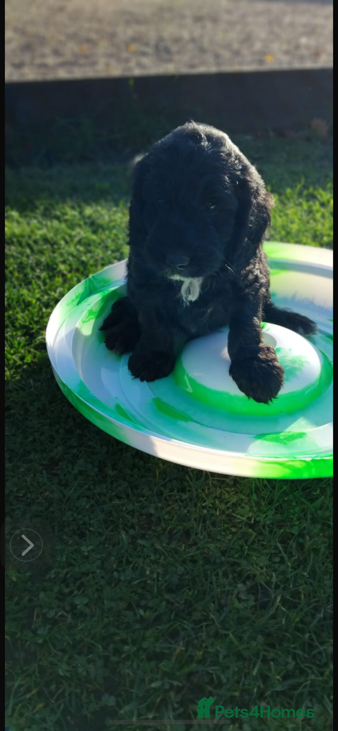 Cockapoo dogs for sale: adorable cockerpoo puppies - Advert 10