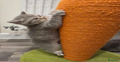 Mixed Breed cats - Advert 3