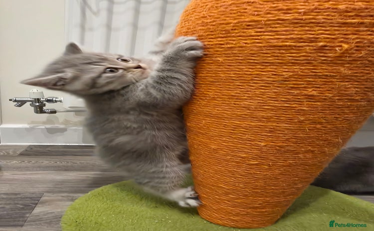 Mixed Breed cats - Advert 10