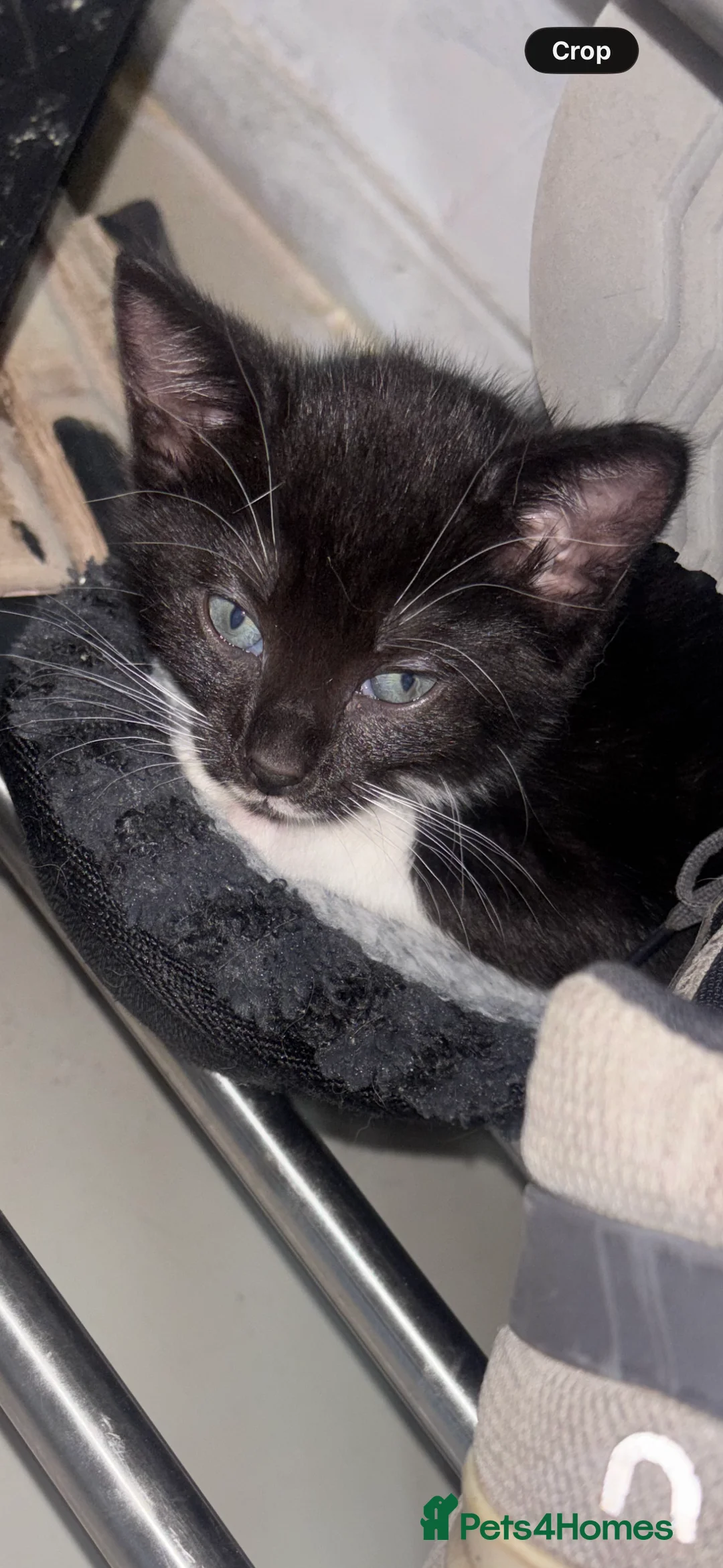 Mixed Breed cats for sale: 🐾Siamese cross kittens 🐾 - Advert 2