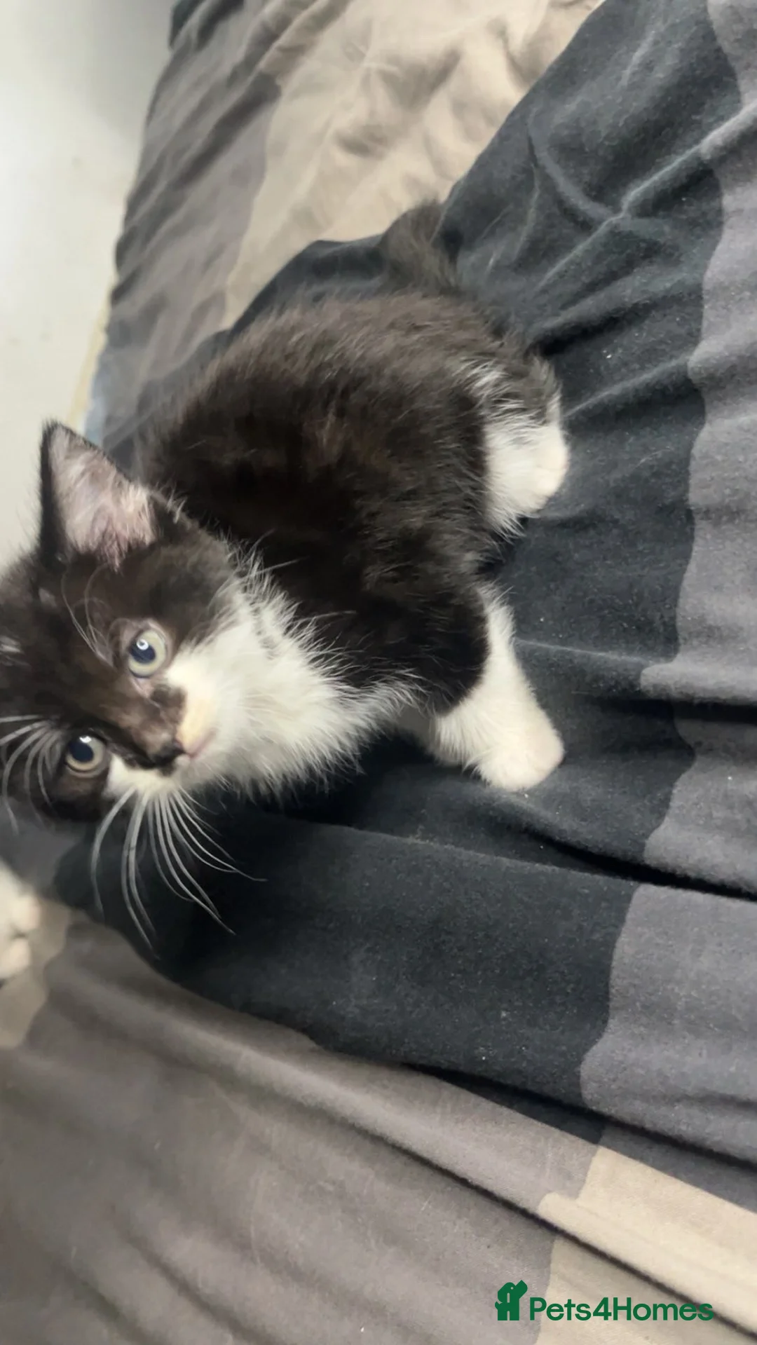 Domestic Shorthair cats for sale: 3 kittens and a mother for sale in Bilston - Advert 12