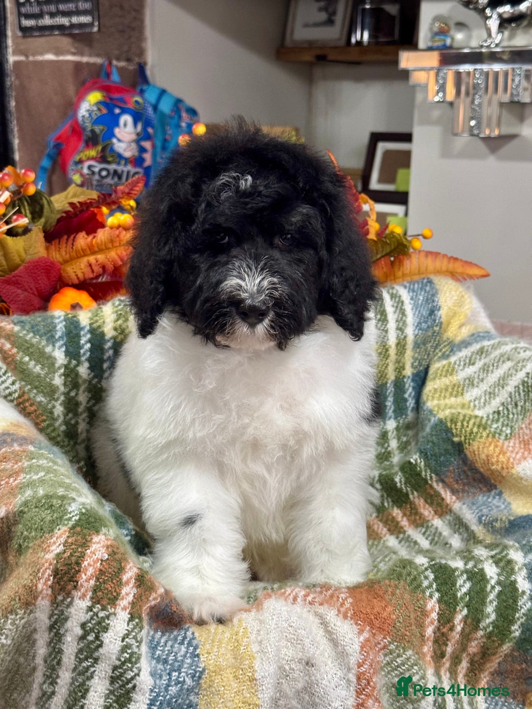 Bernedoodle dogs for sale: Mini bernedoodle puppies for sale  - Advert 9
