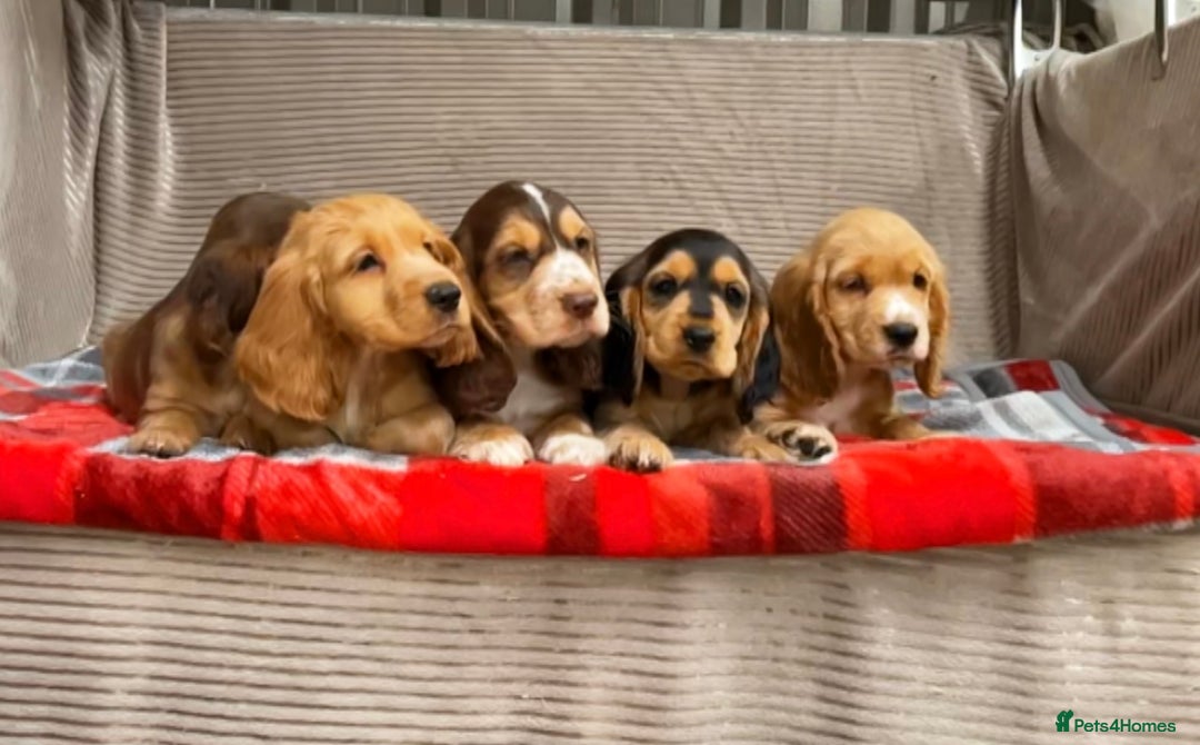 Cocker Spaniel dogs for sale: STUNNING COCKER SPANIEL PUPPIES  - Image 15