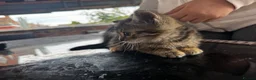 Mixed Breed cats for sale:  5 Little Kittens Looking for Their Forever Homes  - Advert 9