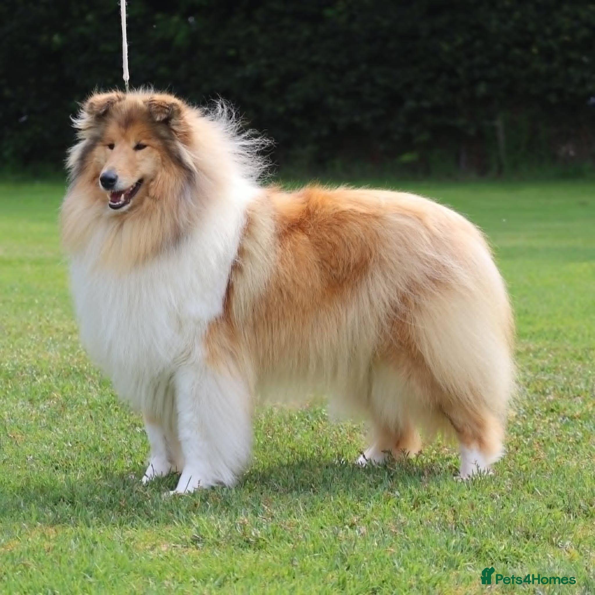 Rough Collie dogs 2 LOVELY MALES ARE AVAILABLE FOR SERVATION;  - Advert 2