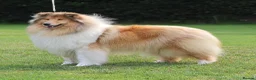 Rough Collie dogs for sale: 2 LOVELY MALES ARE AVAILABLE FOR SERVATION;  - Advert 1