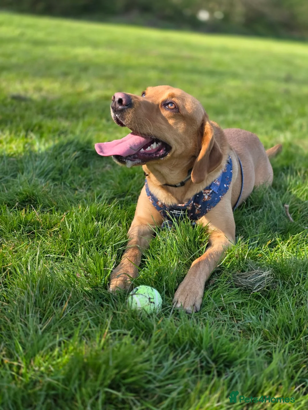 Labrador Retriever dogs for stud: Fox red Labrador stud in Hull - Advert 4