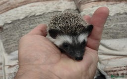 Pygmy Hedgehog rodents for sale: Beautiful male african pygmy hedgehog  - Image 4