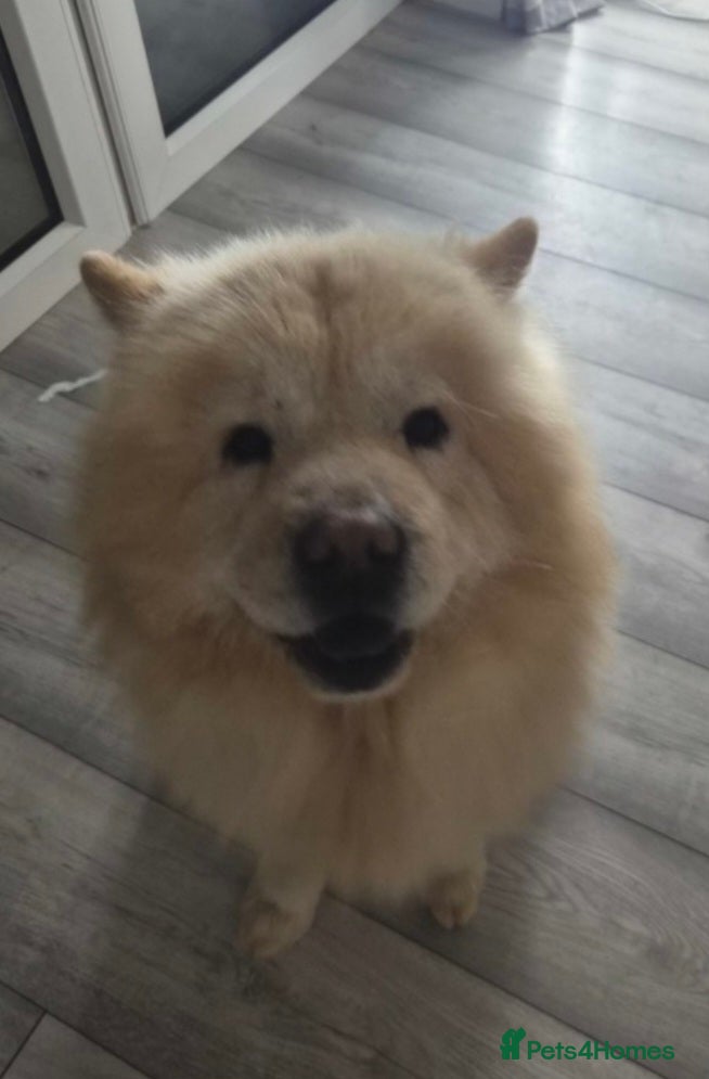 Chow Chow dogs Male chow chow  - Advert 3