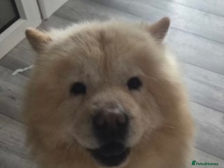 Chow Chow dogs Male chow chow - Advert 3