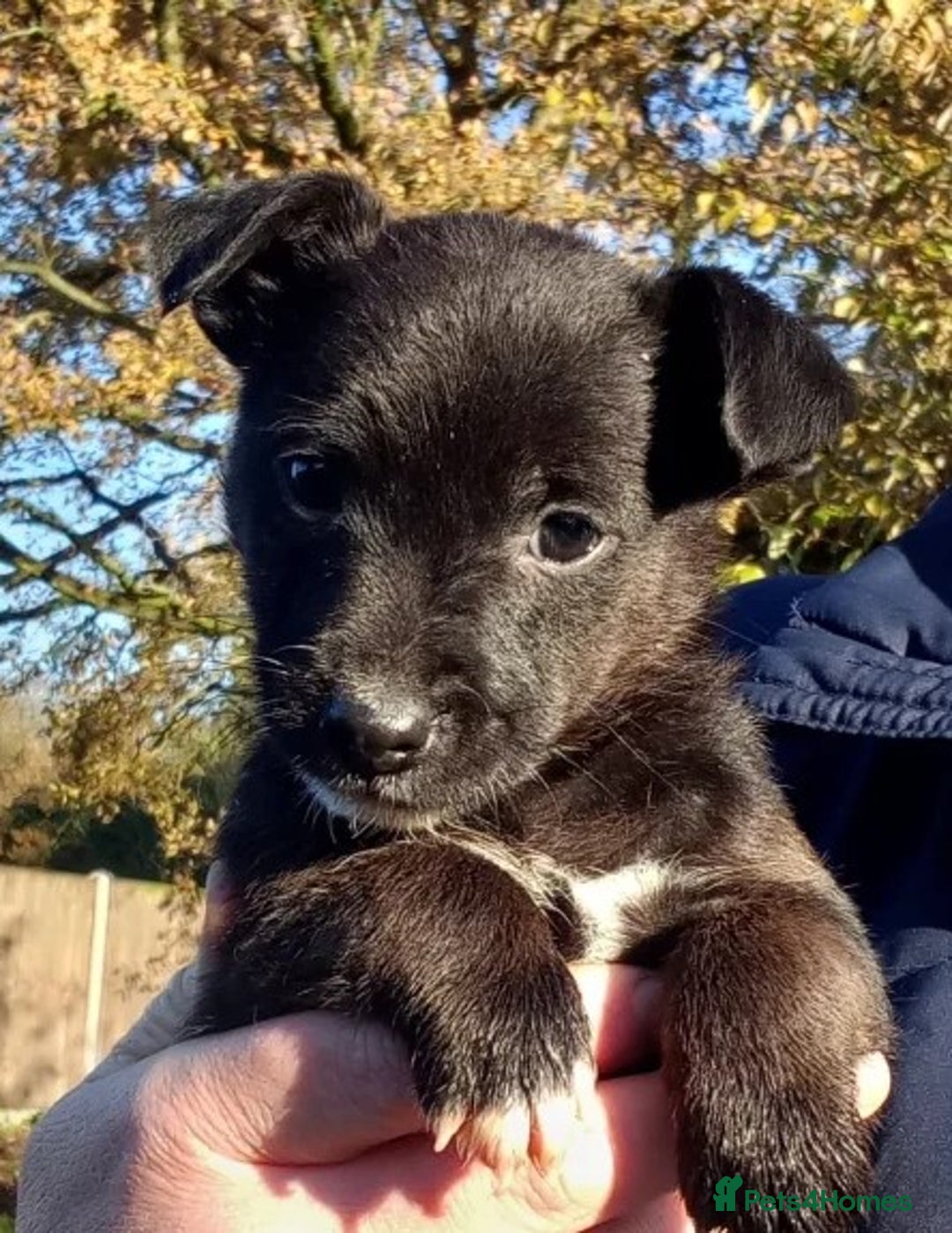 Jack Russell dogs for sale: 1 male and 1 female black Jack Russell - Advert 2