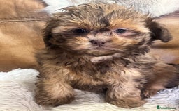 Shihpoo dogs for sale: stunningly gorgeous shihpoos - Advert 5