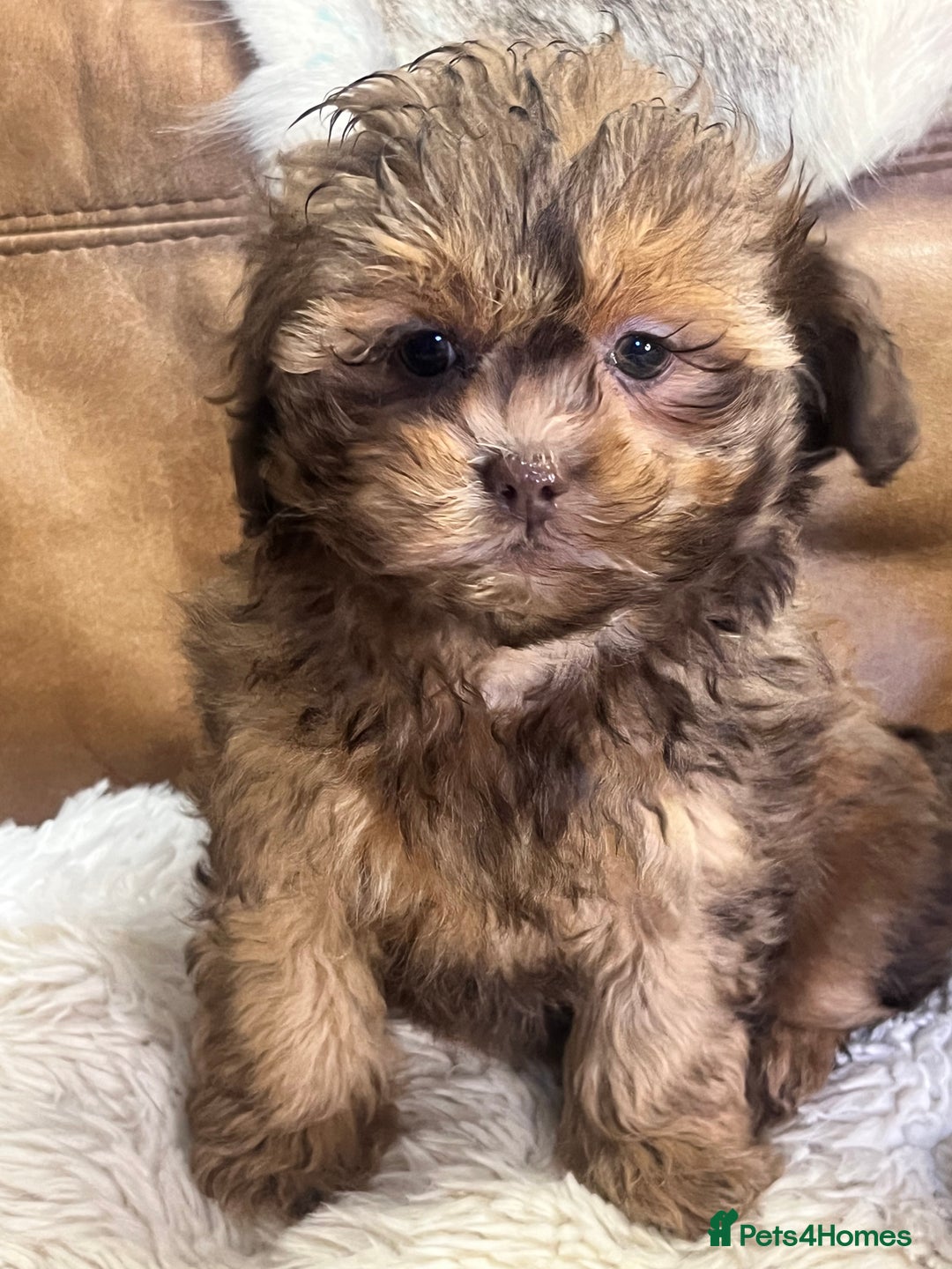 Shihpoo dogs for sale: stunningly gorgeous shihpoos - Advert 5