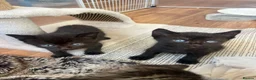 Mixed Breed cats for sale: Stunning Kittens for sale, super friendly - Advert 8