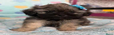 Mixed Breed 3