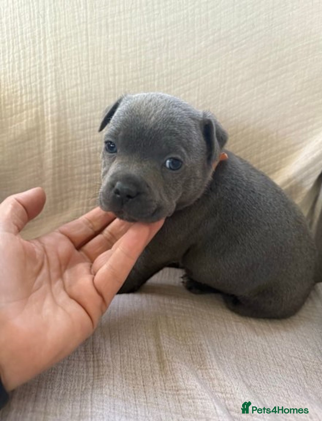 Staffordshire Bull Terrier dogs for sale: Absolutely cute Blue staffys for sale - Image 3