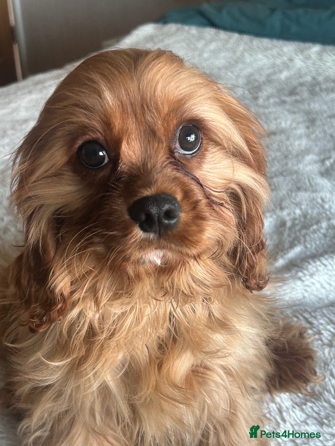 Cavapoo dogs for sale: Cavapoo boy 6 months okd - Advert 2