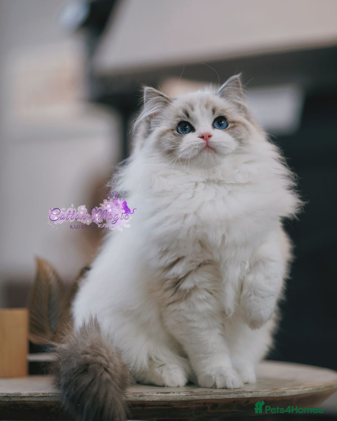Ragdoll cats for sale: Chinese Import Ragdol High End Show Quality Lynx - Image 3