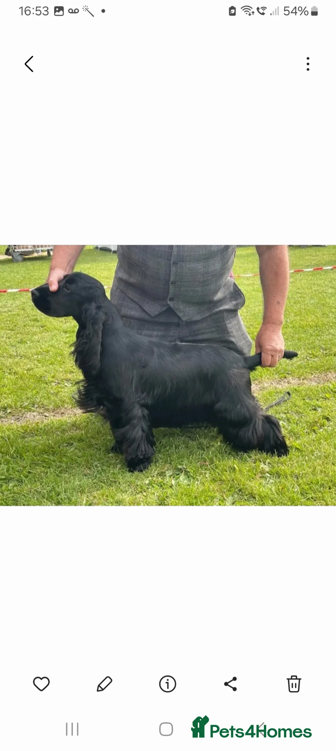 Cocker Spaniel dogs for sale: Show Cocker Spaniel - Advert 1