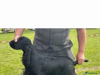 Cocker Spaniel dogs Show Cocker Spaniel - Advert 4