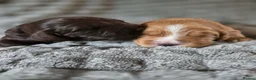 Cocker Spaniel dogs for sale: KC WORKING COCKER SPANIELS in Mansfield - Advert 3