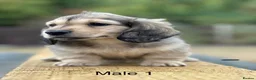 Miniature Dachshund dogs for sale: Miniature shaded cream longhaired Dachshund  - Advert 3