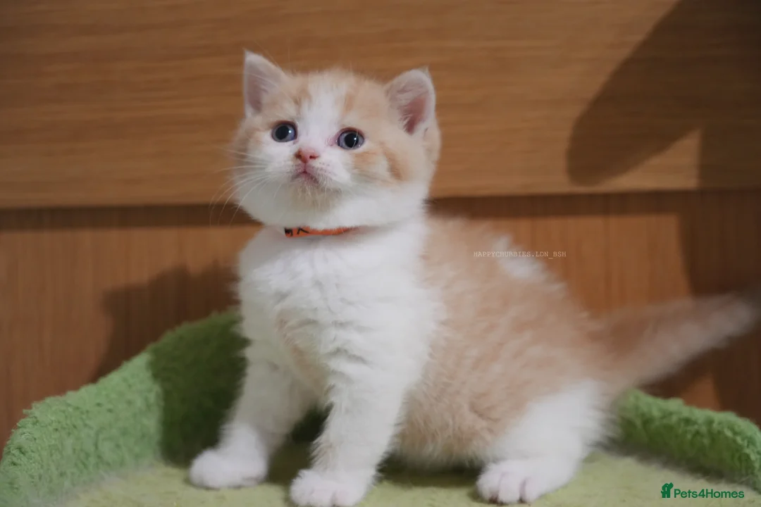 British Longhair cats for sale: Health tested ginger and white bicolour BLH - Advert 2