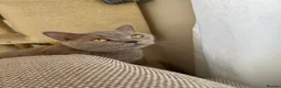 British Shorthair cats for sale: Beautiful British shorthair kittens  - Advert 9