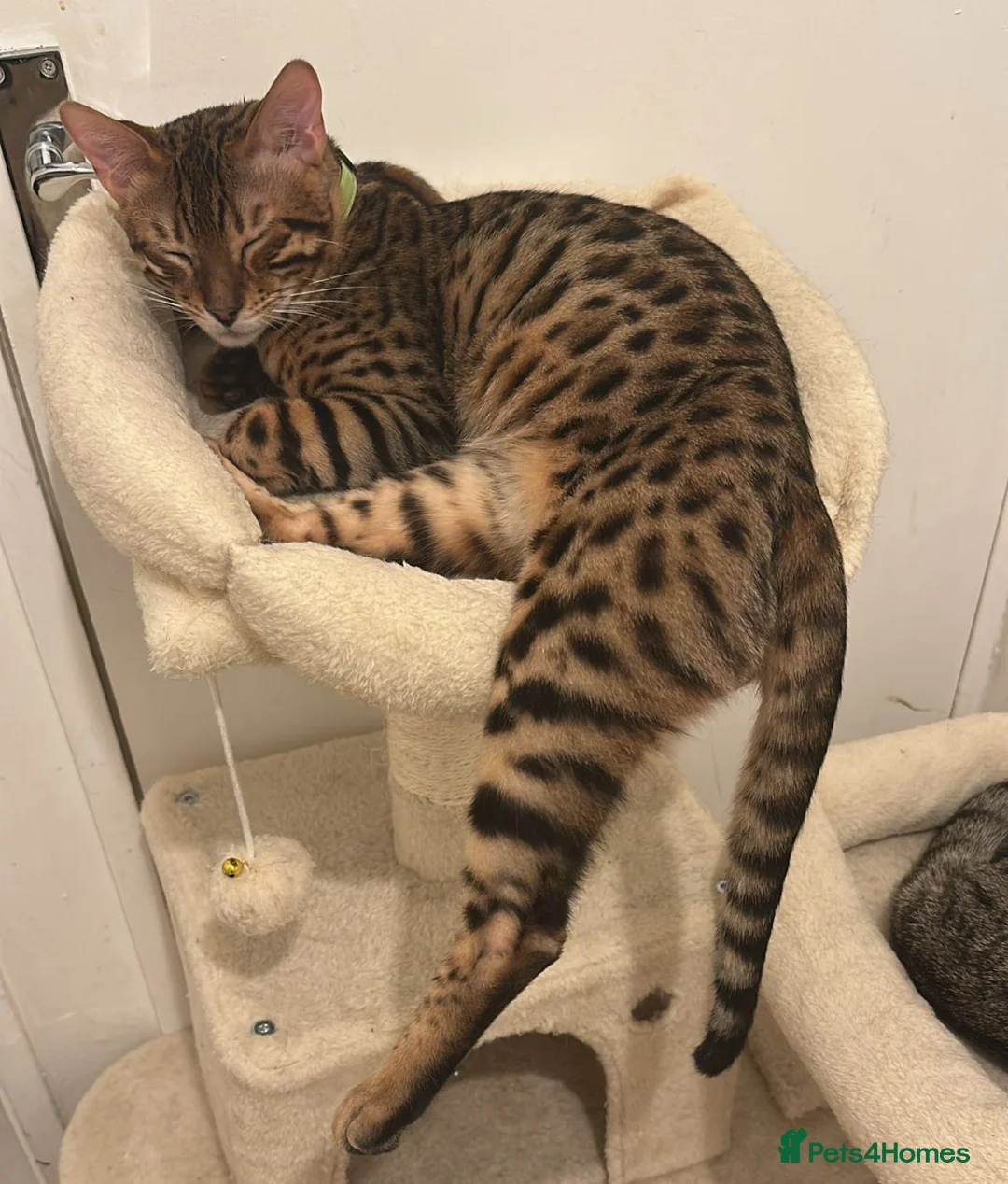 Bengal cats for sale: Pure bengal male for sale  - Advert 4