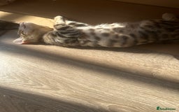 Bengal cats for sale: Stunning Bengal kittens - Image 30