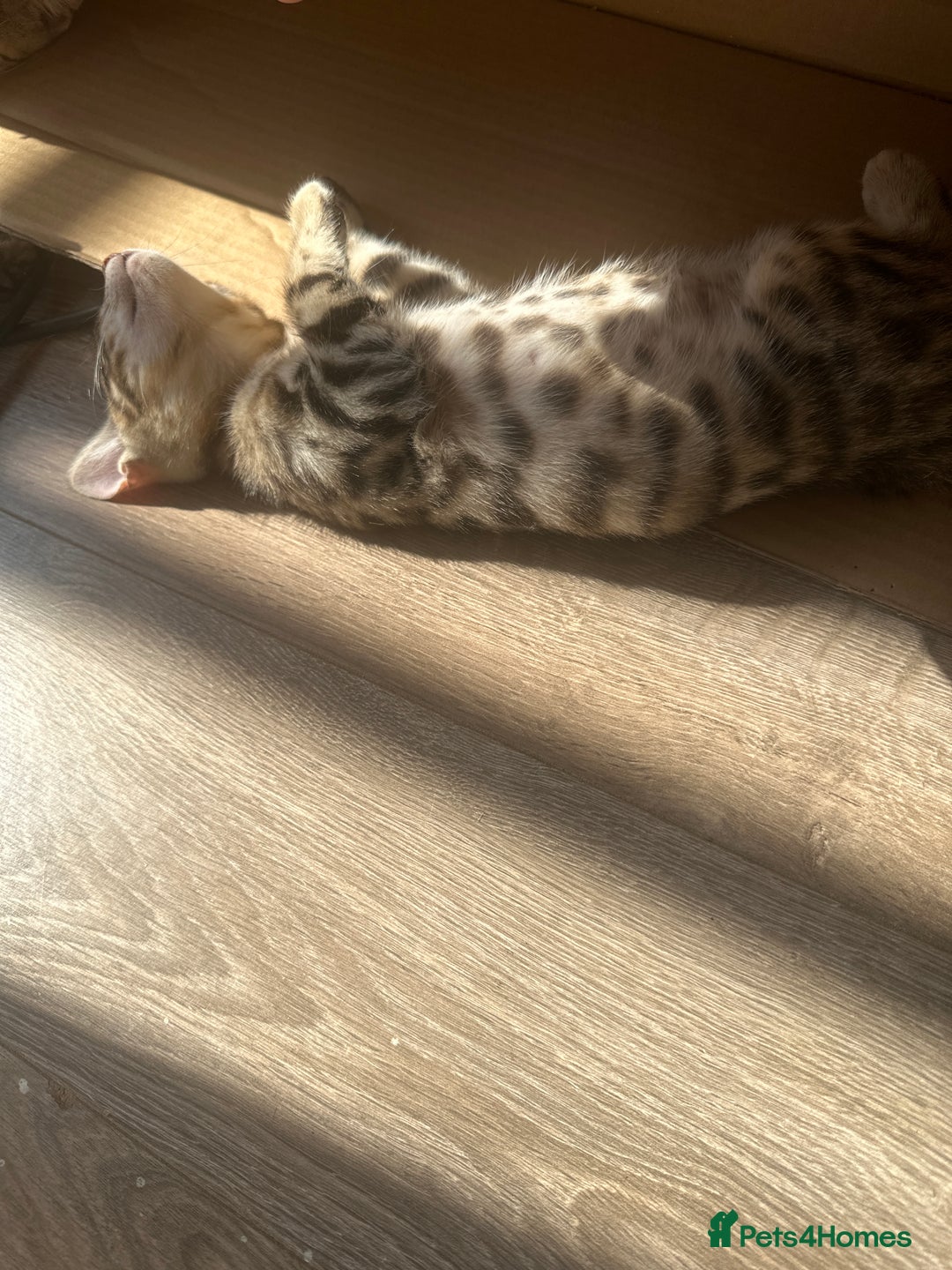 Bengal cats for sale: Stunning Bengal kittens - Image 30