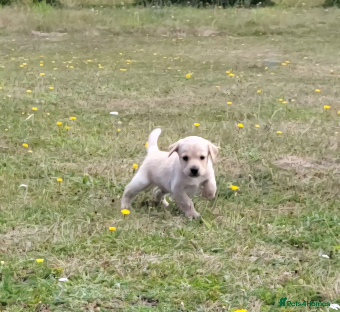 Mixed Breed dogs for sale: Spaniel Collie Cross Puppies  - Image 13