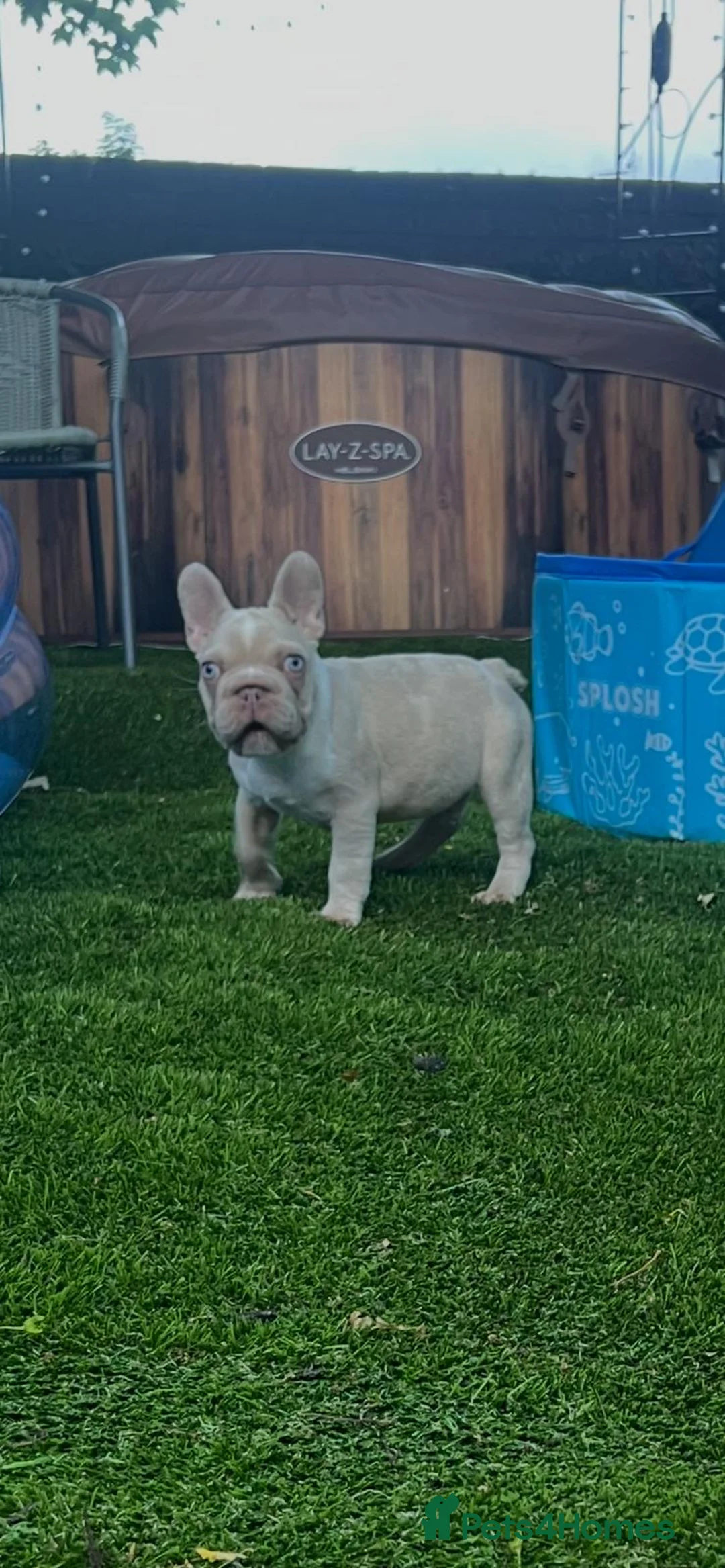 French Bulldog dogs for sale: King Junior (KJ) in Kidderminster - Advert 2