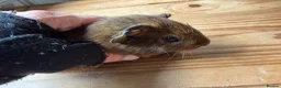Guinea Pig rodents for sale: 3 x Abyssinian x rex boars - Advert 4