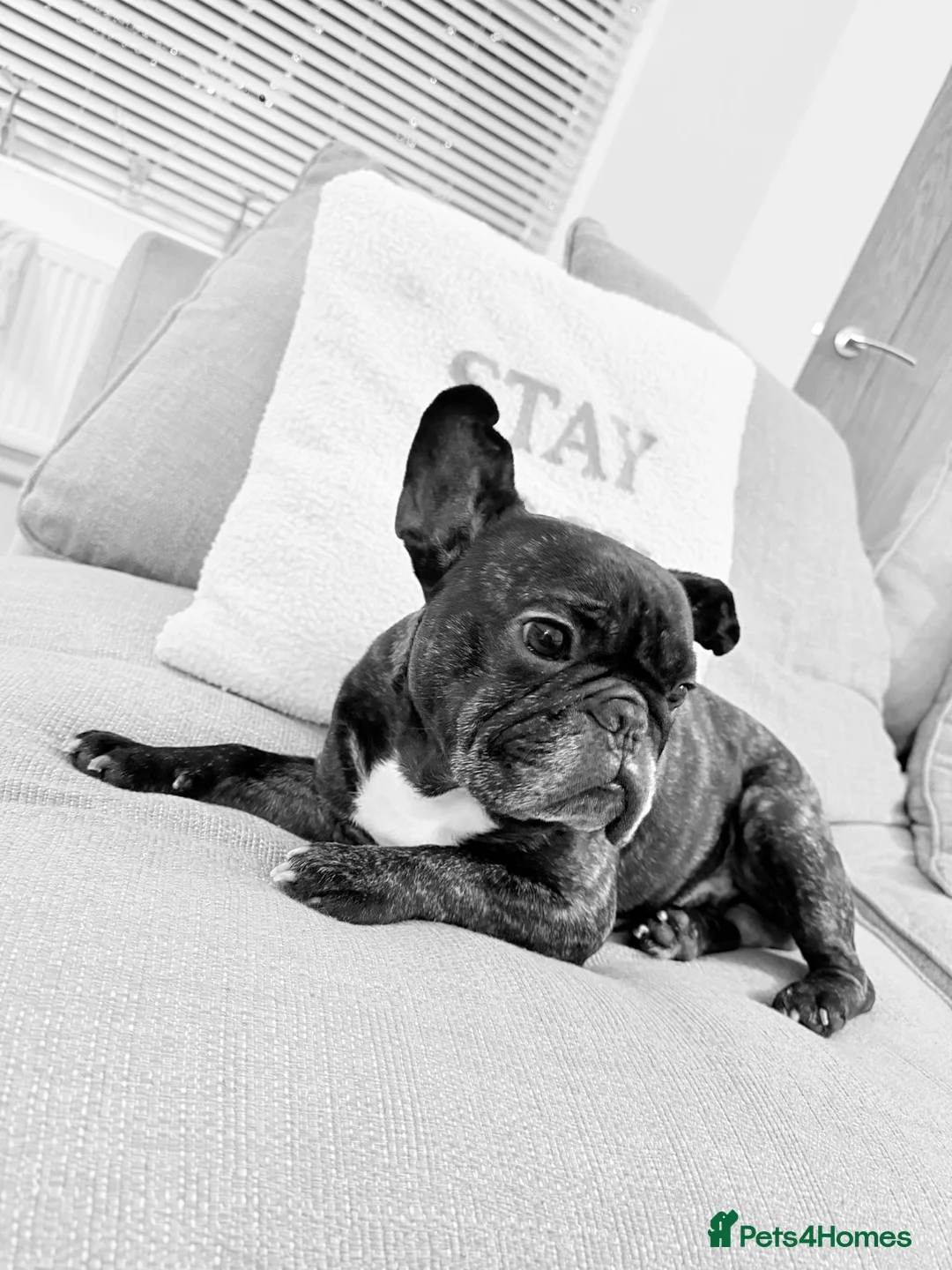 French Bulldog dogs for sale: Clive the frenchie - Advert 1