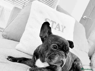 French Bulldog dogs Clive the frenchie - Advert 13