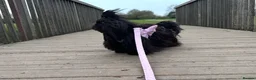 Shih Tzu dogs for stud: Proven KC Dobie Imperial Shih Tzu 👑 - Advert 6